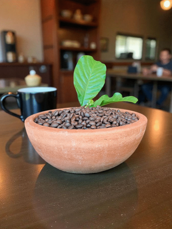 Roasted Coffee Beans