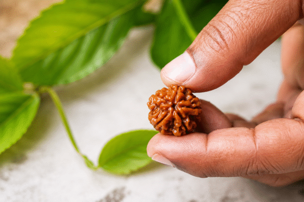 Prakrithi Rudraksha