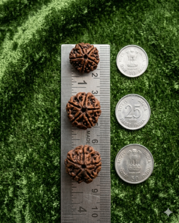 Prakrithi Rudraksha