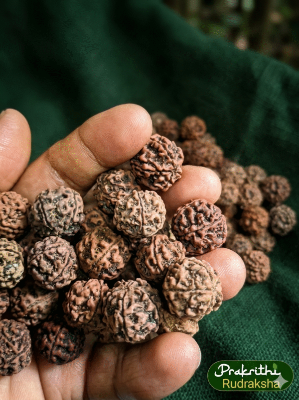 Prakrithi Rudraksha