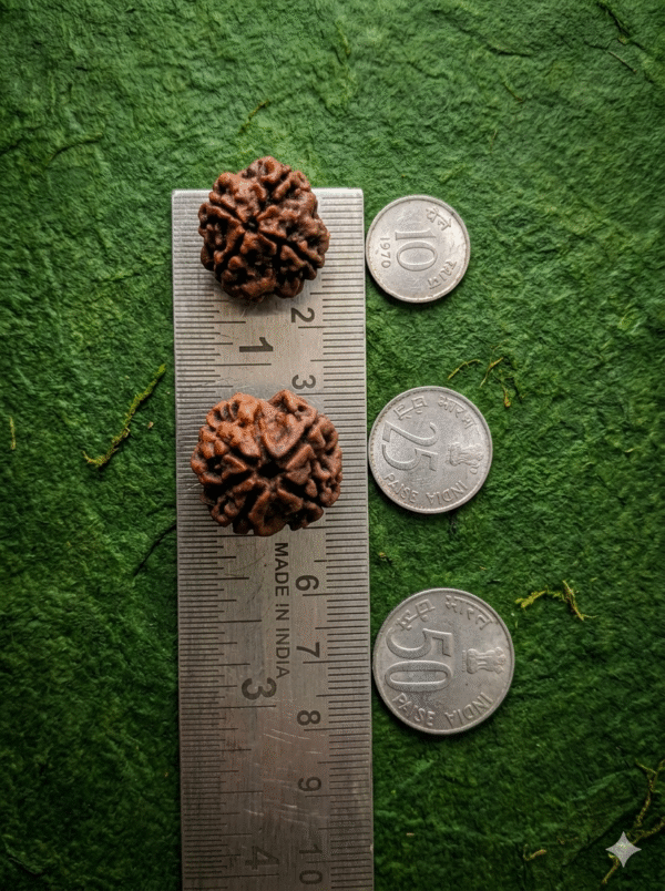 Prakrithi Rudraksha