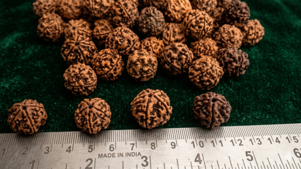 Prakrithi Rudraksha